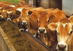 وصول 955 رأس ماشية من أوروجواي إلى ميناء الإسكندرية