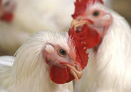 شعبة الدواجن تتوقع ارتفاع الأسعار ٣٠٪ بعد عطلة العيد