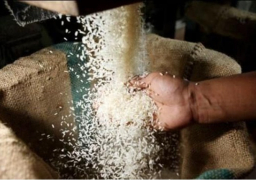مصدرو الأرز : موافقة الحكومة على تصدير مليون طن يصب في صالح مصر والفلاح