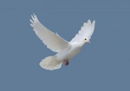 بحضور جابرييل سيمون.. دعوة عالمية للسلام ونبذ العنف بجمعية مصر الجديدة غدا