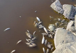 للمرة الثانية… نفوق جماعي للأسماك ببحيرة قارون بالفيوم