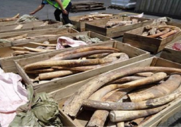 جمارك سفاجا تحبط محاولة تهريب كمية كبيرة من “العاج”