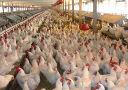 “شعبة الدواجن”: انخفاض أسعار البيض.. وزيادة في اسعار الدجاج