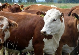 “الزراعة”: إعادة فتح باب استيراد عجول “الذبيح الفوري” من البرازيل