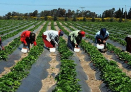 “الزراعة”: نسعى لتحقيق طفرة في الإنتاج لتحقيق الاكتفاء الذاتي وزيادة الصادرات