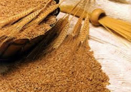 موسكو: مصر تتصدر قائمة مستوردي الحبوب الروسية في الموسم الزراعي الجديد