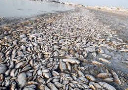 البيئة تشكل لجنة للوقوف على أسباب نفوق الأسماك بالبحيرة