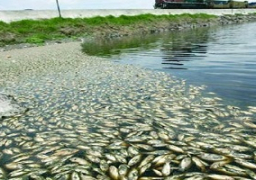 بيطري كفر الشيخ: زيادة الأمونيا ونقص الاكسجين فى مياه النهر تسبب فى نفوق الأسماك