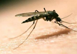 “الصحة”: فيروس زيكا لم يدخل مصر