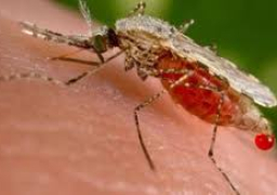 كوريا الجنوبية تؤكد أول إصابة بفيروس زيكا