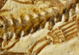 وزير البيئة يفتتح أول متحف للحفريات بالشرق الأوسط في وادي الحيتان