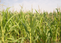 “الزراعة” تبدأ حملة موسعة لزيادة مساحة الذرة الصفراء إلى مليوني فدان