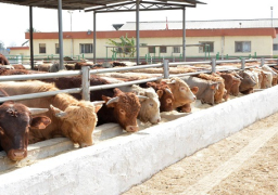 وصول (1100) رأس ماشية من أسبانيا تمهيداً لطرحها بمنافذ البيع