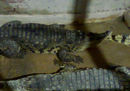 البيئة: من الوارد عدم وجود تماسيح اخرى بمسطرد ومستمرون في الرصد