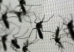 أمريكا تسجل 6 حالات إصابة بفيروس زيكا بسبب الاتصال الجنسى