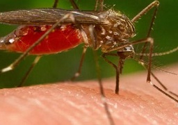 وزير التنمية المحلية: التنسيق مع الصحة والمحافظات لمواجهة فيروس (زيكا)