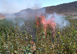 بالصور…. المتحدث العسكري : حرس الحدود يضبط كميات كبيرة من المواد المخدرة