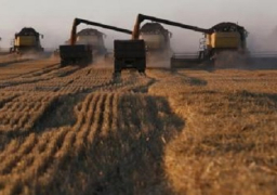 زراعة الغربية: 12 شونة على مستوى المحافظة لتجميع محصول القمح من المزارعين