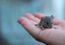 طولها يتجاوز 30 سنتيمترًا.. 3 دولارات مكافأة قتل فأر في باكستان