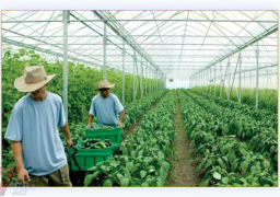 مذكرة تفاهم بين مصر والسعودية لتنمية الاستثمار في المجال الزراعي والصناعات الغذائية