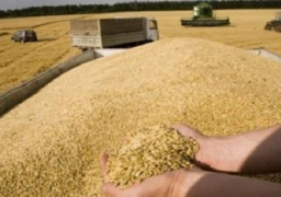 رئيس الوزراء: توريد 1.8 مليون طن قمح محلي حتى صباح اليوم