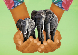 الاحتفال باليوم العالمي للبيئة تحت شعار مكافحة التجارة غير الشرعية للأحياء