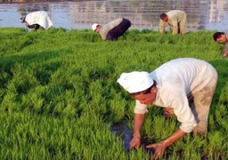 المجلس الأعلى للفلاحين يطالب الحكومة بتوفير المياه لرى الأراضي المنزرعة بالأرز