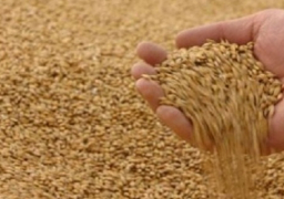 التموين : استلام حوالى 5 ملايين طن قمح .. وغلق باب التوريد الأربعاء