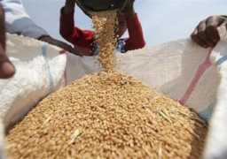 “الزراعة”: استلام 4 ملايين و625 ألف طن من القمح حتى الآن