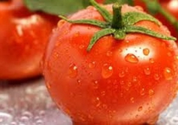 ارتفاع صادرات الطماطم فى 9 أشهر وفتح السوق الروسى أمامها