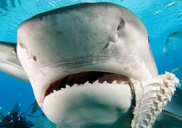 “علوم البحار” يرسم خريطة لأماكن تواجد أسماك القرش بشواطئ مصر خلال 3 أسابيع