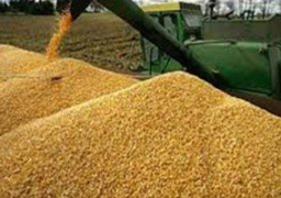وزير الزراعة ينفى دخول مصر أية حبة قمح مصابة بـ”الإرجوت”