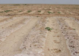 اليوم.. أول مزاد لبيع 37 ألف فدان مستردة من أراضى الدولة