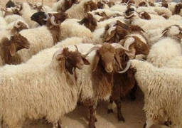 وزارة التموين تطرح الخراف البلدية الحية بـ 38 جنيه للكيلو وبالتقسيط