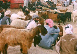 “الزراعة” تطرح 13 ألف رأس من خراف وعجول الأضاحي البلدية بالمحافظات