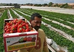 “الزراعة” تؤكد انه لا شكوى من إصابة أي شخص نتيجة تناول الفراولة المصرية