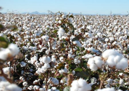 وزير الزراعة يفتتح موسم جني القطن في بني سويف