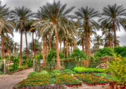 الزراعة تنشر توصيات فنية لمزارعي النخيل خلال سبتمبر