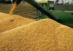 “التموين” تطرح مناقصة لشراء قمح للتسليم من 2-11 يناير