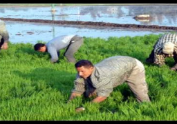 “البيئة”عدم التزام المزارعين بمساحات الأرز ضاعف التلوث والسحابة السوداء