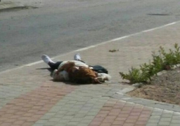 منظمة المرأة العربية تدين إعدام فلسطينية على حاجز لقوات الاحتلال الاسرائيلي