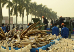 مؤتمر للحياة البرية يناقش إغلاق أسواق العاج