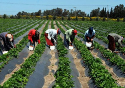 بروتوكول تعاون بين مصر والأردن لتبادل الخبرات والأبحاث العلمية الزراعية