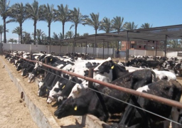 5 آلاف ترخيص لمصانع الأعلاف ومزارع الدواجن والماشية خلال عام