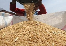ارتفاع أسعار تصدير القمح الروسي مع صعود الأسواق العالمية