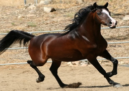 “الزراعة”تنجح في رفع الحظر جزئيا على صادرات الخيول المصرية للاتحاد الأوروبي