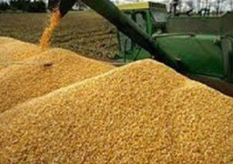 تموين المنيا: توريد ٣٤١ ألف طن قمح من المزارعين