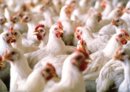 الغرف التجارية: قرار إلغاء الجمارك على الدواجن المستوردة “مؤقت” ويهدف إلى خفض الأسعار