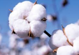 اليوم .. وزير القوى العمله تحت رعاية رئيس الوزراء يفتتح المؤتمر الوطنى لدعم زراعة القطن