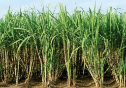 وزارة التموين ترفع سعر شراء القصب من الفلاحين إلى 500 جنيه للطن